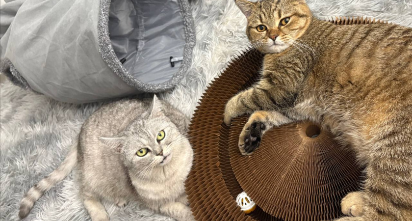 Почему нельзя долго смотреть кошке в глаза: хозяин может сильно пожалеть