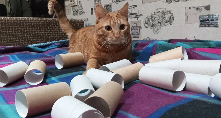 Втулки от туалетной бумаги берегу как зеницу ока: вот так они упрощают жизнь — полезная вещь для дома