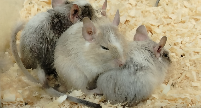 Жители Челнов обнаружила мышиный домик под натяжным потолком