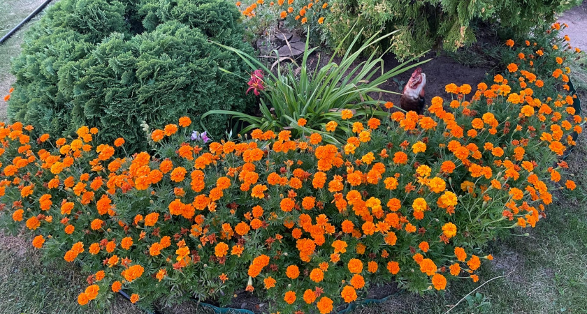 Сею бархатцы по мерзлой земле в ноябре: к июню грядки полыхают цветами - и никакой весенней суеты с рассадой