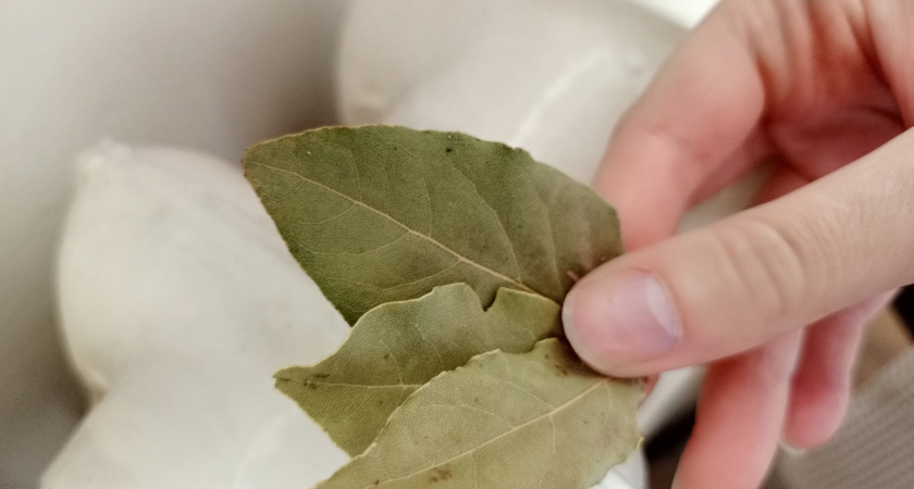 С первыми холодами кладу лавровый лист на батарею — и бед не знаю: вот что происходит в квартире — перемены замечает вся семья