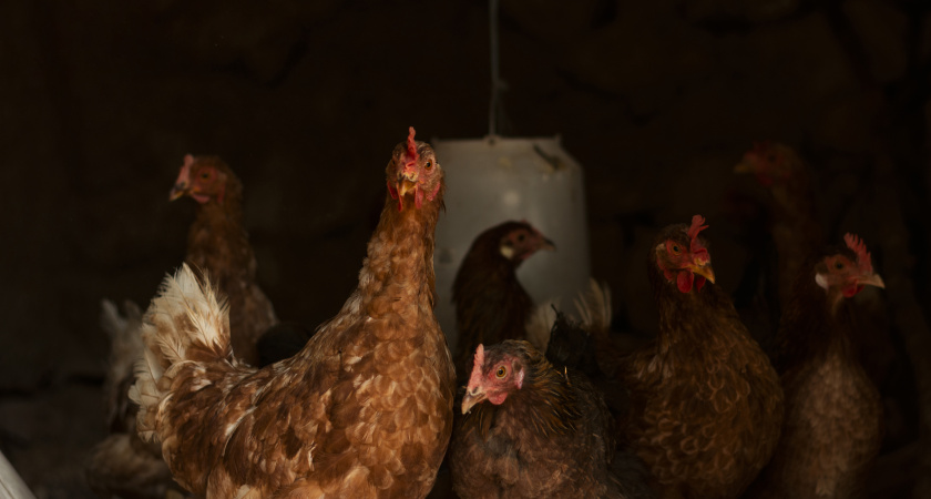 Курам зимой добавляю в корм 1 продукт: несутся как сумасшедшие - только яйца успеваю собирать