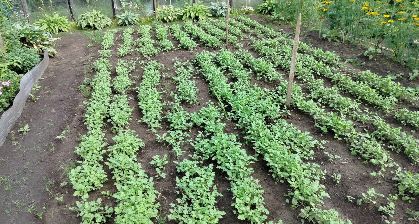 После этой культуры земля на грядках станет мягкой как пух: идеальный предшественник для любой рассады