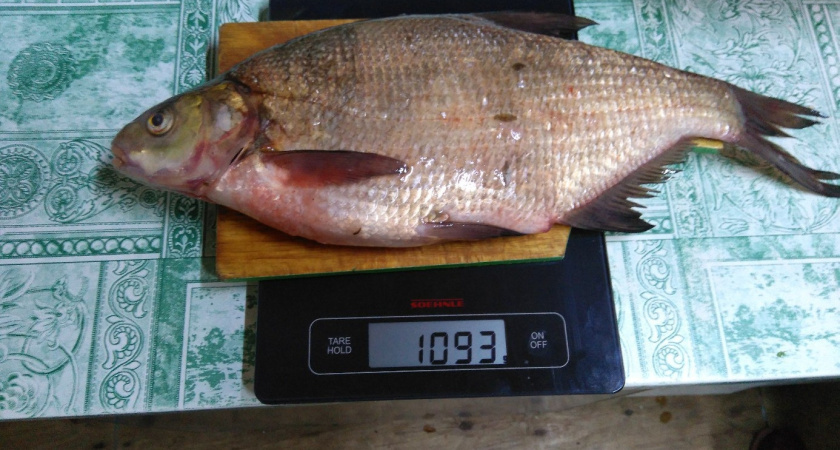 Почему на Дальнем Востоке не едят горбушу — смотреть на такую рыбу не могут: есть несколько причин