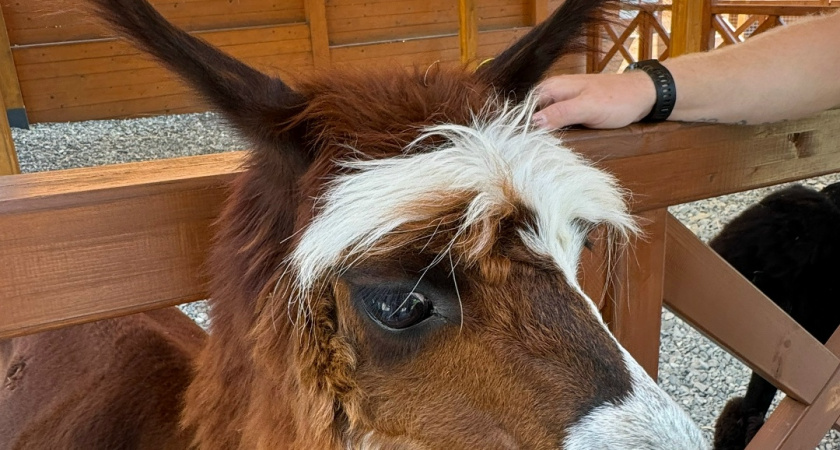 В челнинском парке "Прибрежный" появится контактный зоопарк с альпаками