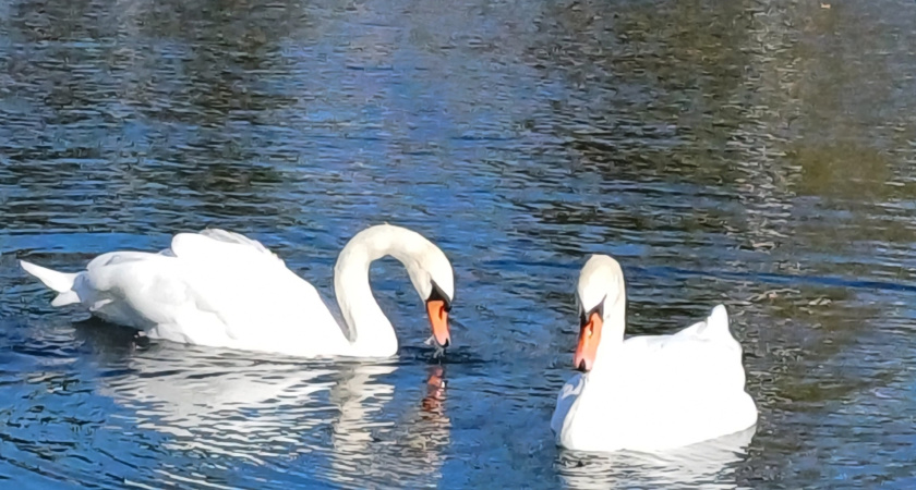 В соцсетях челнинцы бьют тревогу из-за лебедя на Боровецком пруду