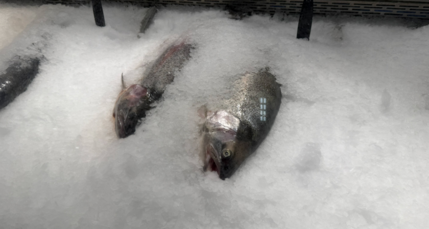 Не тунец и не лосось: ученые назвали самую полезную рыбу - рекордсмен по содержанию полезных жиров