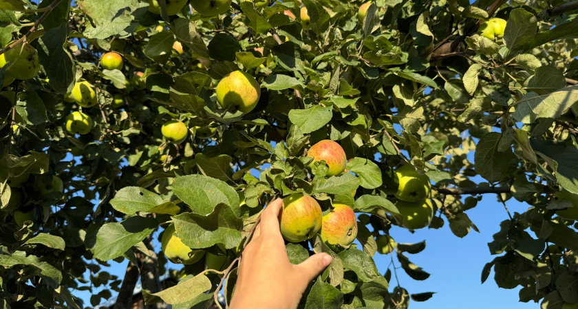 Ни один вредитель не доберется до яблок: просто посадите под деревом эти цветы