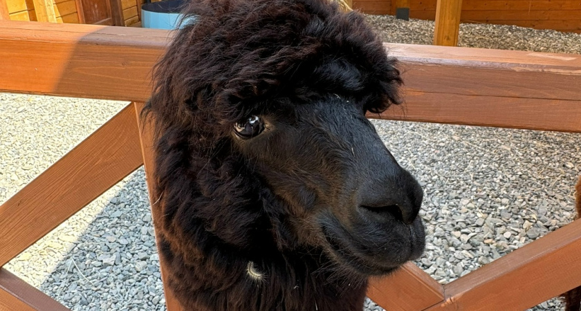 Парк с альпаками и ламами откроется в Челнах 25 декабря