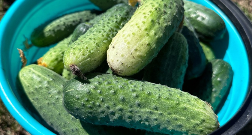 Когда сеять огурцы в 2026 году? Подскажет Лунный календарь - сверьтесь, чтобы не остаться без урожая