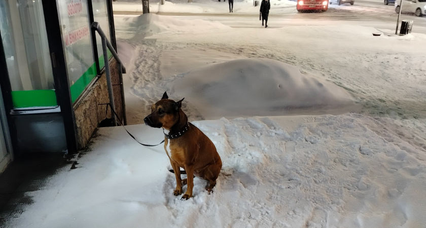 Союз отцов Татарстана требует срочно менять систему контроля за бродячими собаками