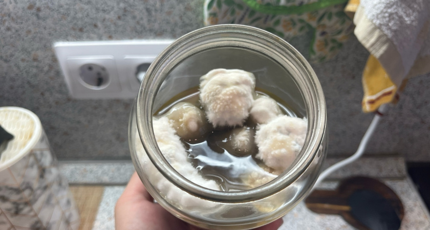 Казанские ученые нашли плесень, которая «поедает» опасный промышленный яд