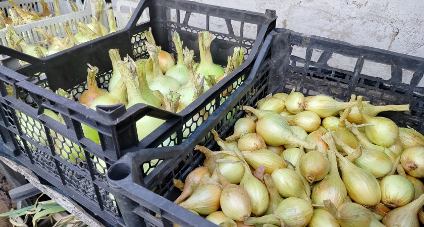 Когда пора сеять лук на рассаду в 2026 году — подробная инструкция от агронома