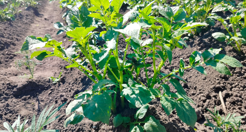 Картошку не окучиваем: этот сорт того не требует и выдает до 15 кг с одного ряда – все клубни крупные, как на подбор