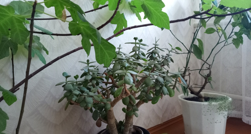 "Денежное дерево" в январе подкормите этим: даже чахлая толстянка превратится в баобаб — выпустит сотни новых листьев