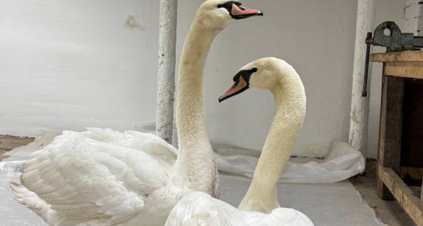 Экоактивист из Альметьевска спас двух краснокнижных лебедей-шипунов