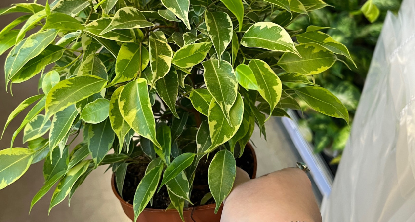 С января по март для фикуса Бенджамина — важнее полива: 1 таблетка из аптечки спасет от стресса и листопада