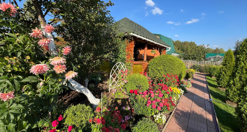 Сею на рассаду в январе: роскошные цветы с длинным циклом роста — превращают участок в райский сад