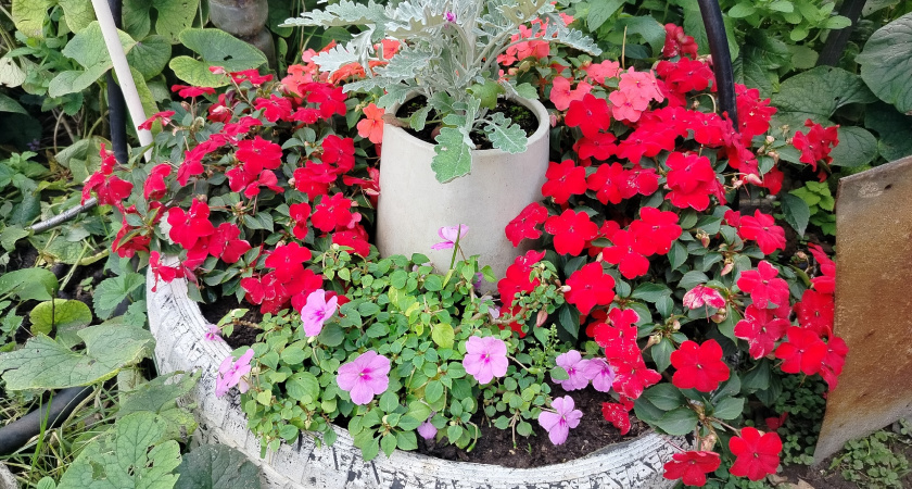 Посейте на рассаду в январе: 5 однолетников будут украшать дачу пышным цветением весь сезон - соседи лопнут от зависти