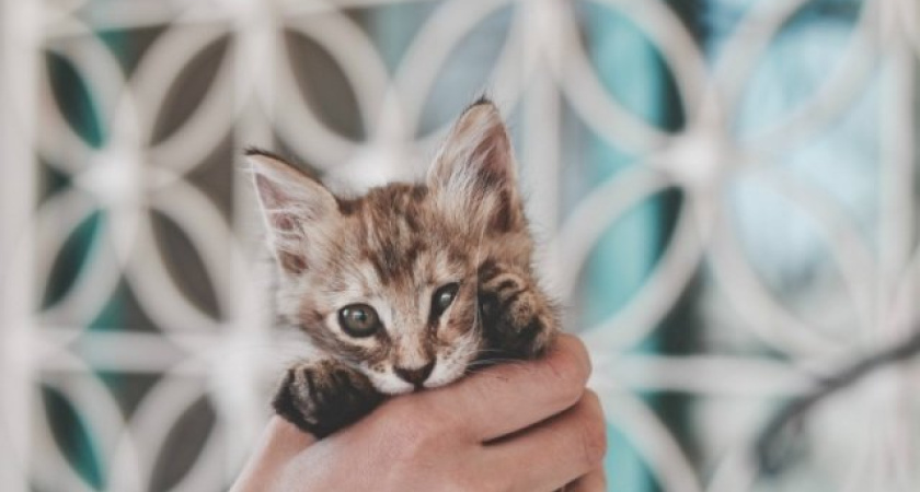 Как это устроено: помощь бездомным животным в Челнах