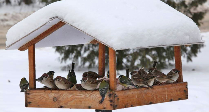 Исполком обратил внимание на жалобу на выброшенные кормушки