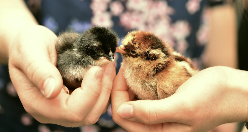 Птичий грипп Татарстану не угрожает