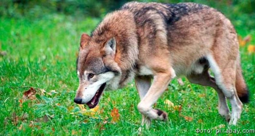 Представитель «Тулпара» отреагировал на заявление о голодных зверях