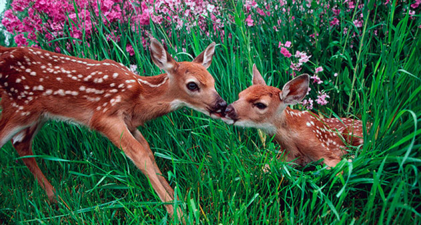 Новые детеныши в «Тулпаре»