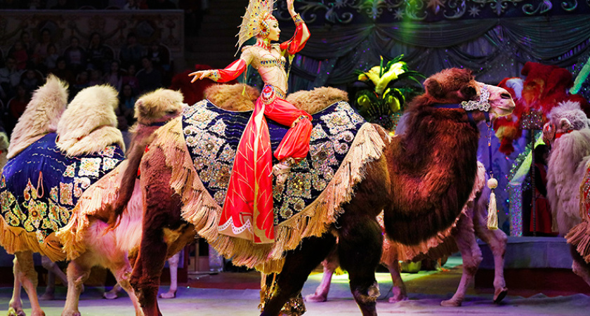 В правительстве хотят запретить дрессировать животное дольше пяти часов в в сутки