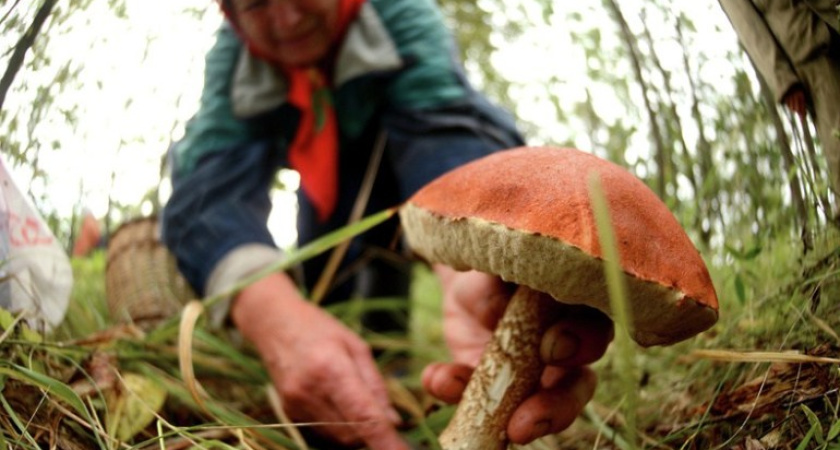 Минсельхоз может начать регулировать сбор ягод и грибов 