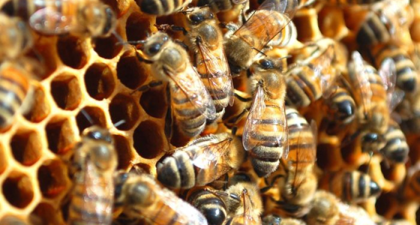 Меда на пасеках Татарстана в этом году будет меньше