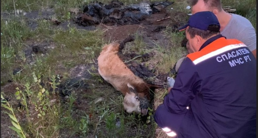Спасатели помогли теленку в Челнах