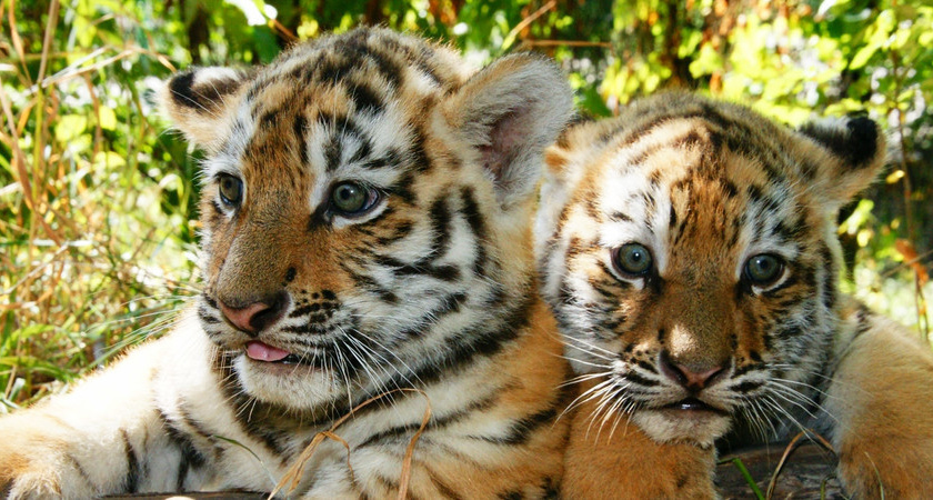 Новые правила содержания животных в зоопарке