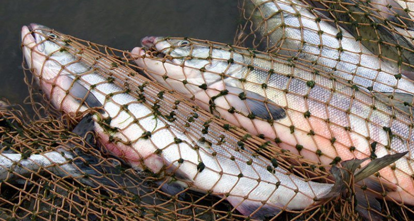 Челнинского браконьера осудили