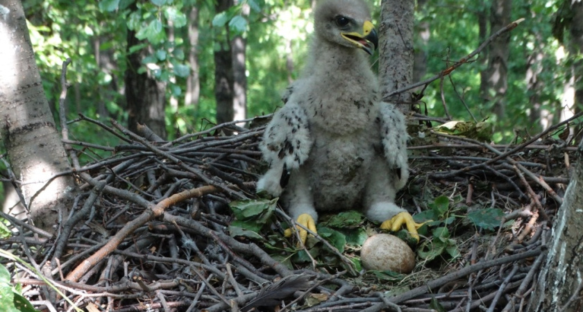 В Татарстане орлы свили двухметровое гнездо