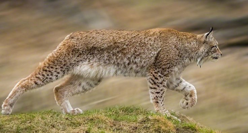 МФЦ Татарстана начал выдачу разрешений на охоту 