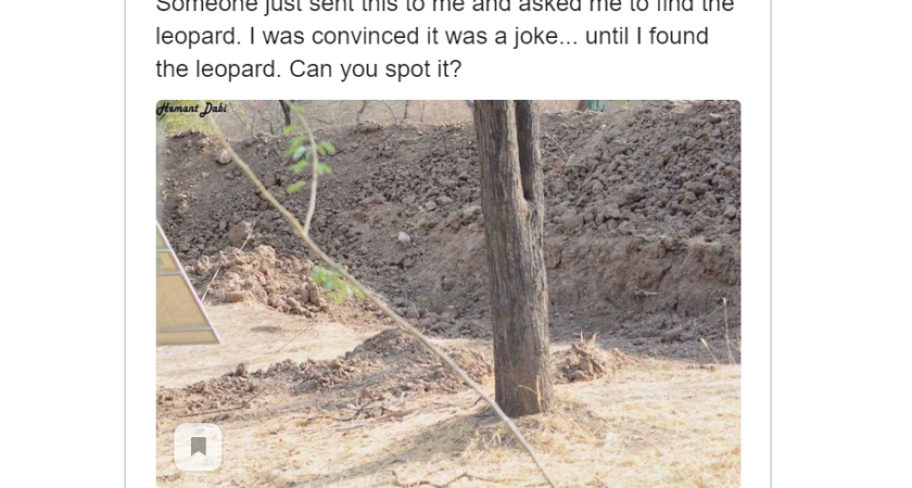 А вам удастся здесь увидеть невидимого леопарда?