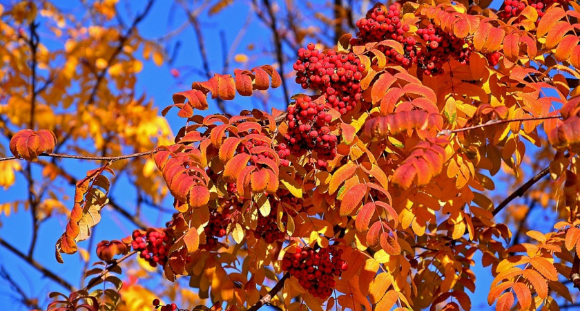 В Челнах станет на один сквер больше