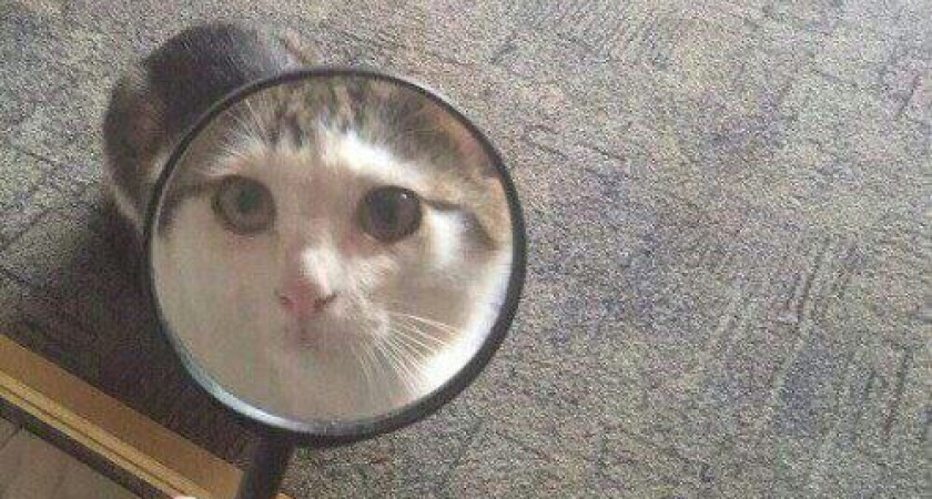 Теперь за животными из казанских приютов можно наблюдать онлайн