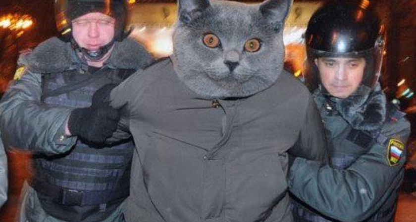 Следствие потеряло кота, который мог носить наркотики в  тюрьму. Он был главным вещдоком