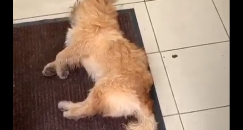 В ветеринарной клинике Нижнекамска отказались помочь дедушке с умирающей собакой на руках