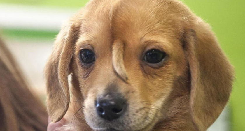 В США спасли щенка с хвостом на лбу