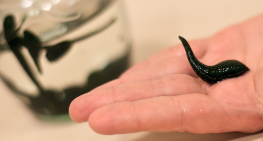 Живое лекарство