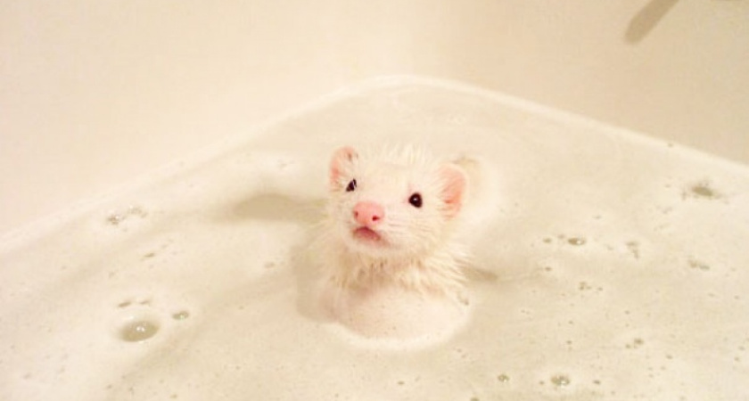 ЖЭК не слышит: у челнинцев в квартирах бегают мыши