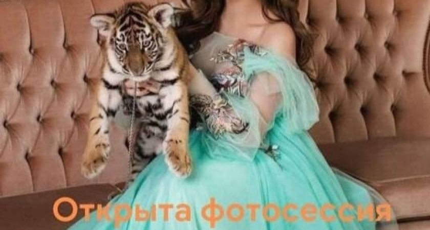 В Набережных Челнах у фотографа отобрали измученного тигренка