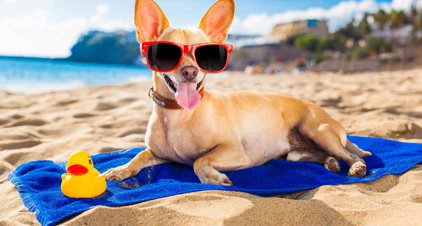 «Задолбали эти собаководы с тупыми собаками на пляже»