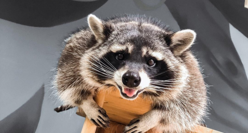 В Елабуге будут судить хозяйку енота, который покусал младенца