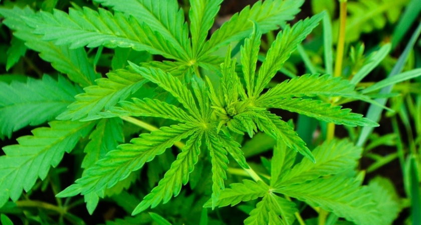 150 кустов конопли найдено в Челнах на пустырях и в частных секторах