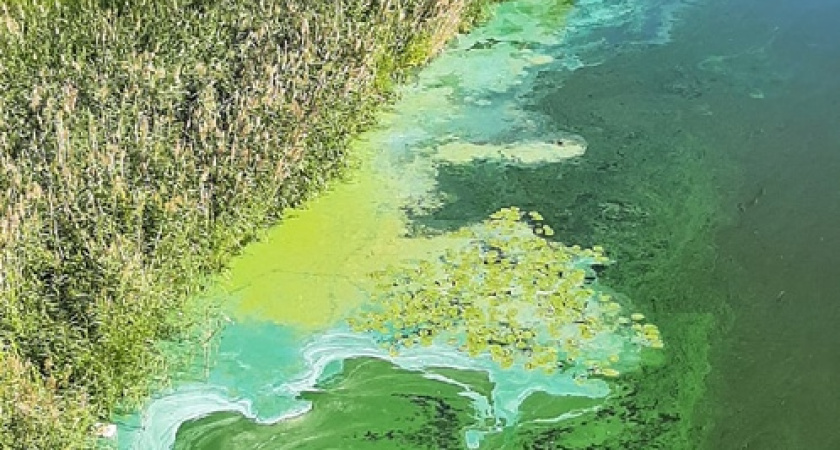 Аномально жаркое лето вызвало бурное размножение сине-зеленых водорослей во многих водоемах Татарстана