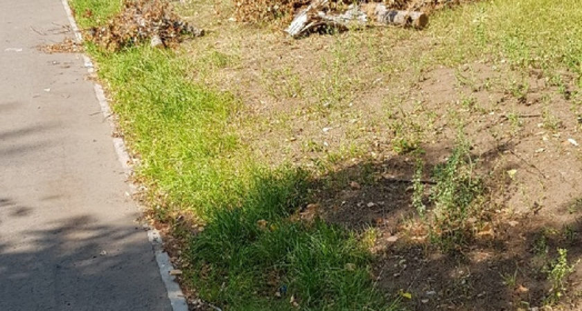 «Беспорядок, мусор лежит, сухие ветки повсюду»